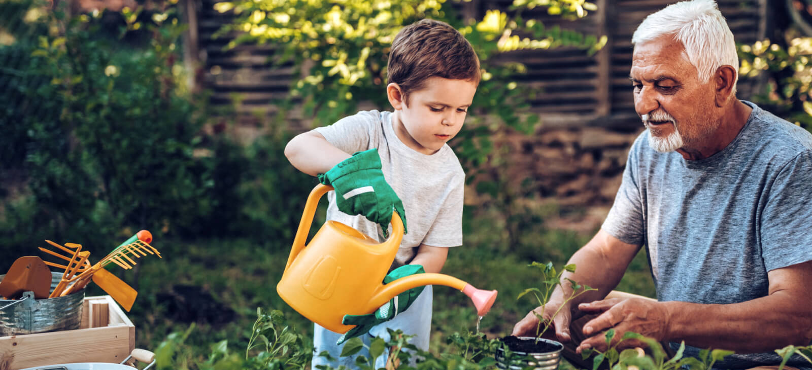 Young boy and grandfather gardening