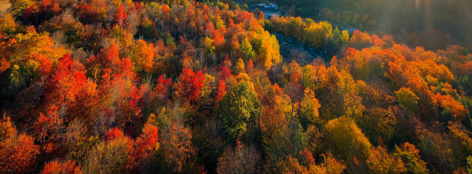 Colorful trees in the fall