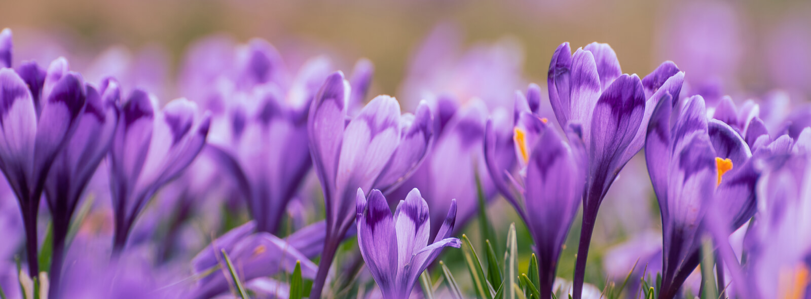 Close up of flowers