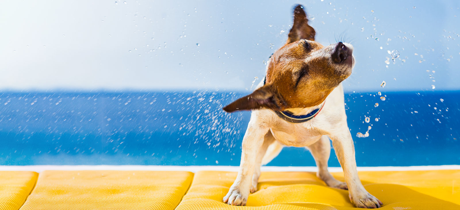 Dog shaking water off of his fur